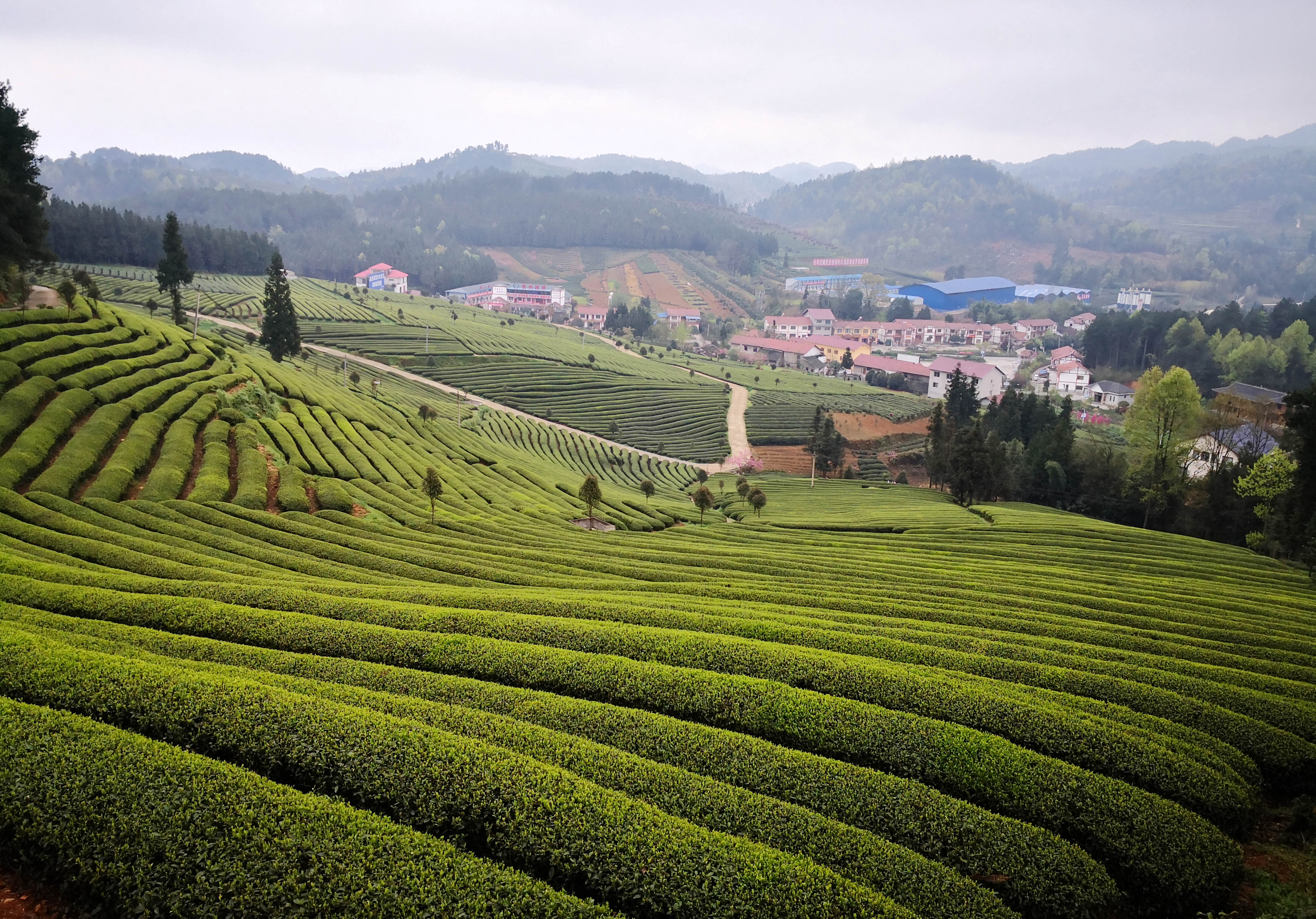 贵州余庆:抢采"明前茶"
