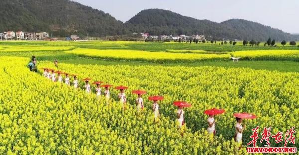 衡阳第八届油菜花节持续到四月初