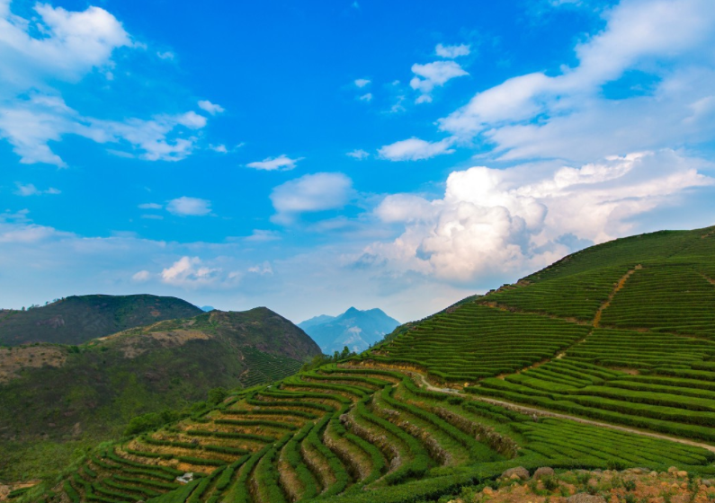 旅游:揭阳玉湖坪上蕴肚茶园,坪上村是远近闻名的绿茶专业村