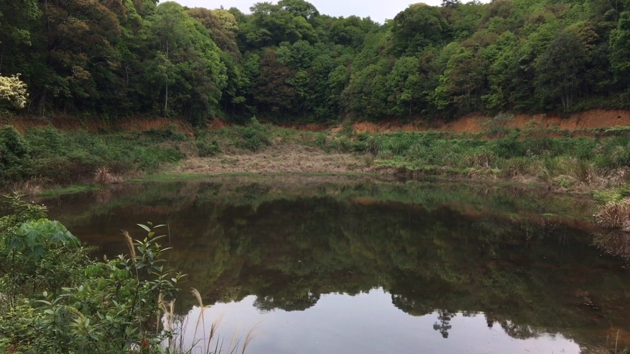 湖中出现野生动物在游泳,追去寻找,动物发现山林哥突然起飞