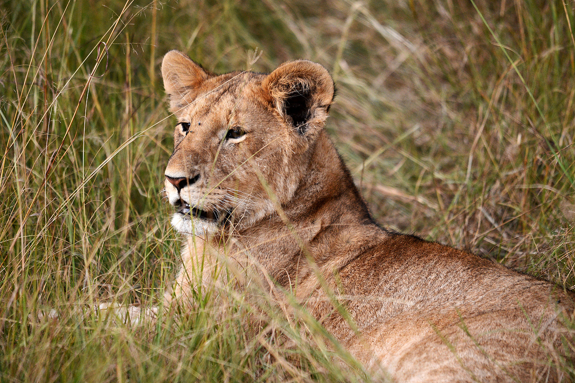 狮子:王者风范,雄壮威猛,金黄色的鬃毛在阳光下熠熠生辉.