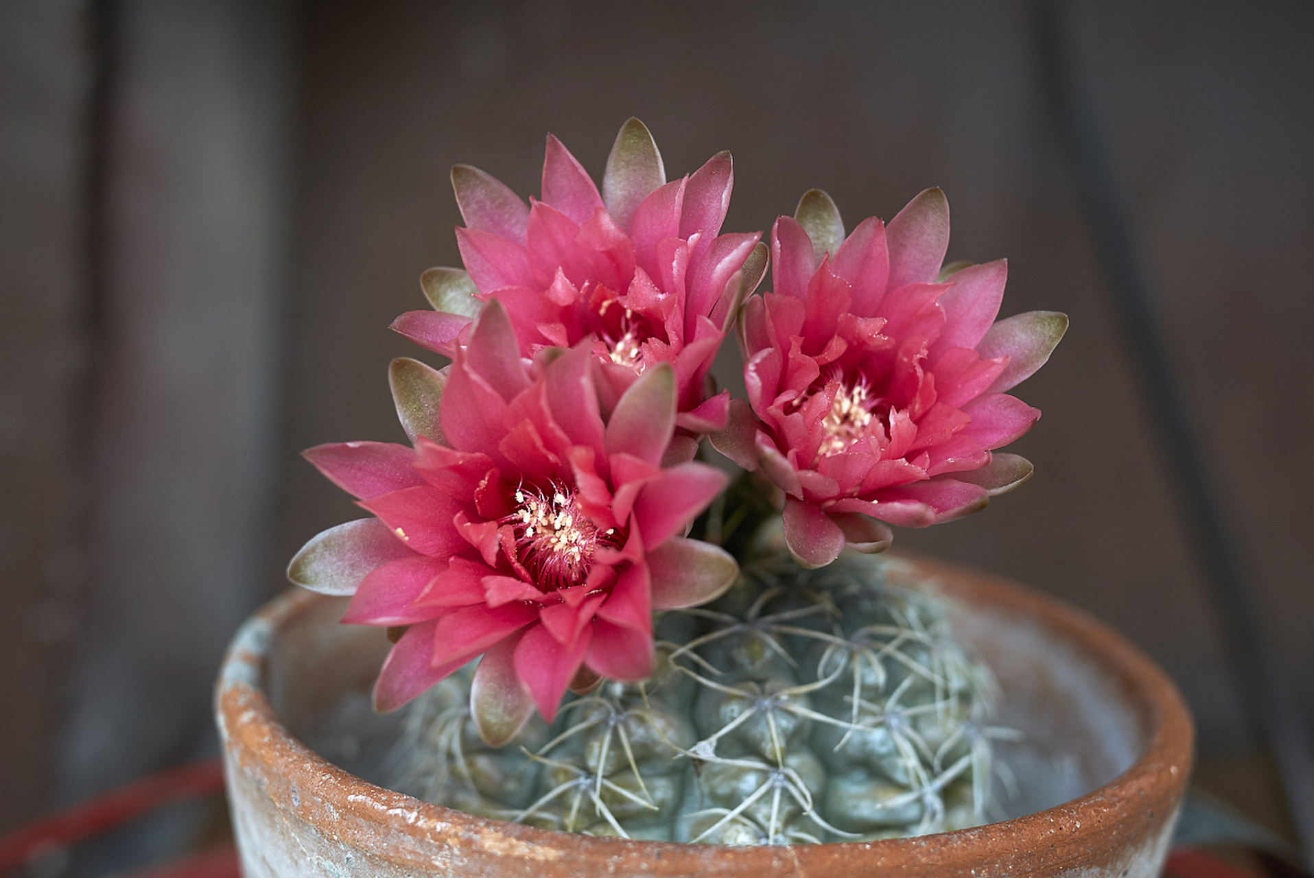 [原文:绯花玉怎么养才能爆盆]