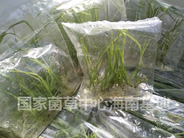 菌草绿洲一号牧草组培苗移栽育苗田过程,价格