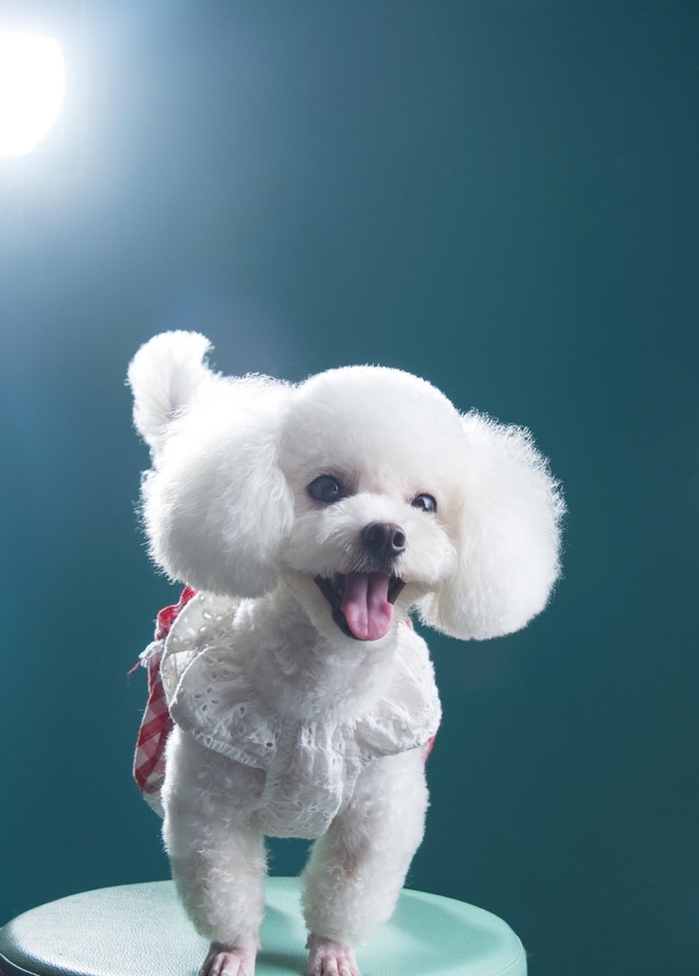 乖乖萌萌的"汪星人",越看越招人喜欢