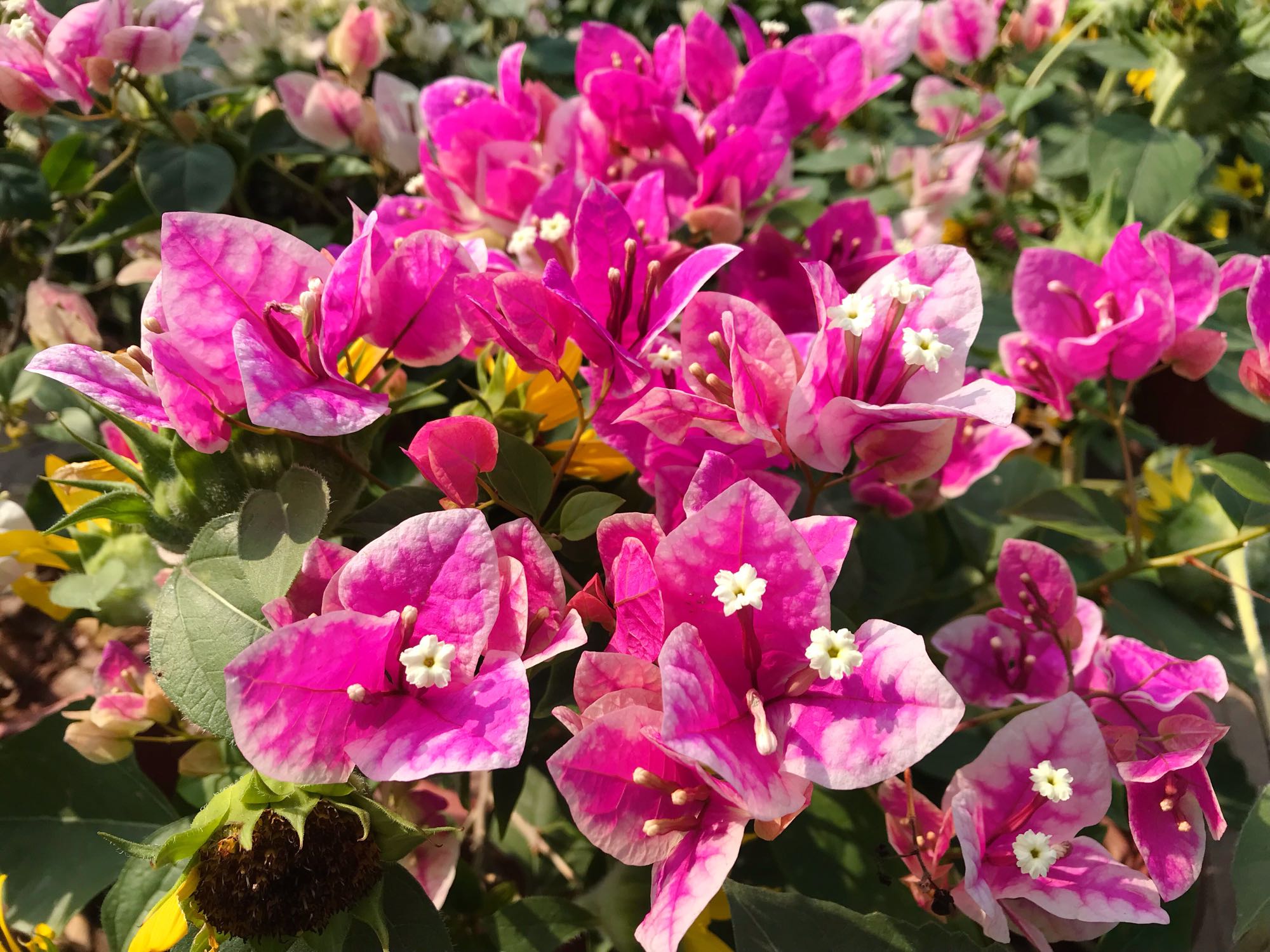 三角梅漳红樱为什么开花一直是白色?三角梅花朵上色和"它"有关