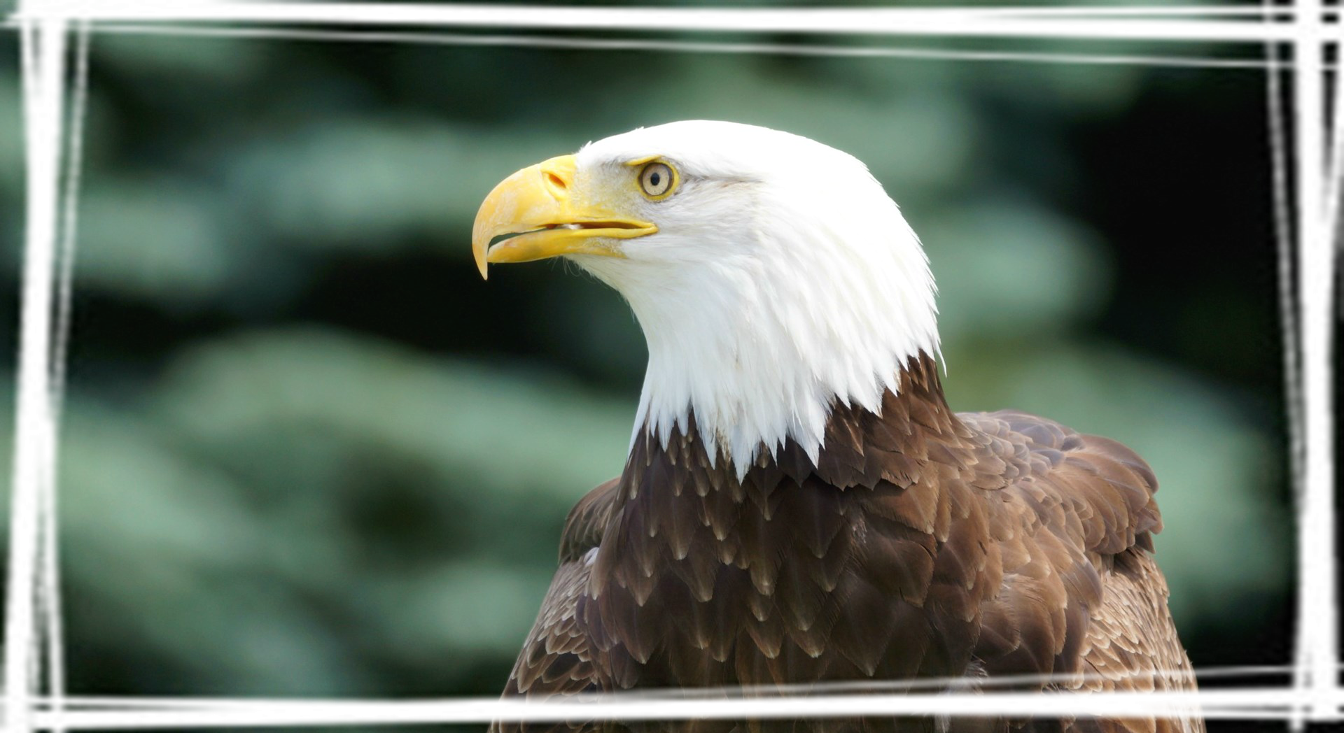 野生动物鹰摄影高清壁纸