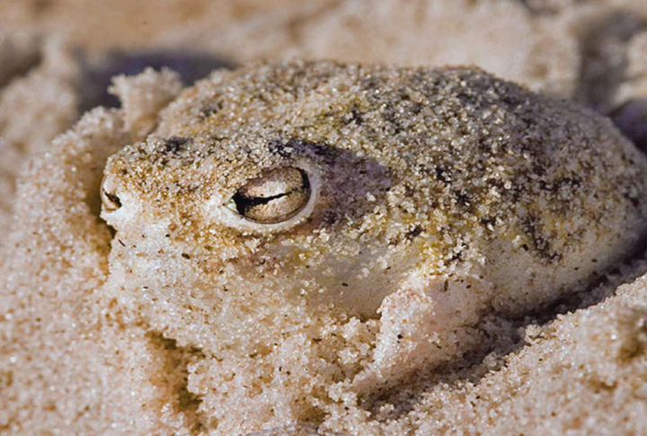 沙漠里的神奇物种——沙漠雨蛙