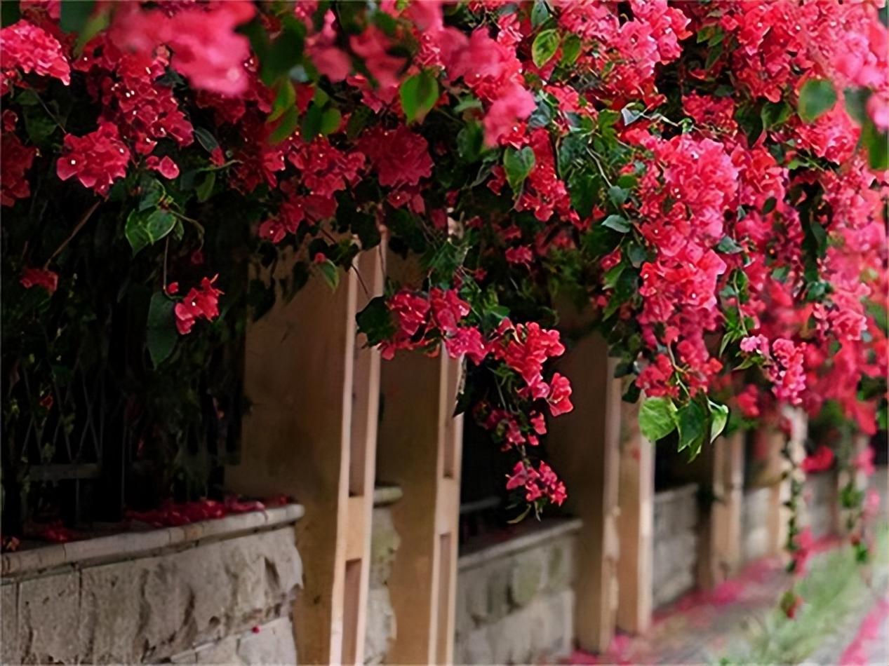 爬藤类花卉——巴西三角梅