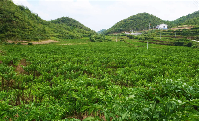 魔芋种植血本无归图片