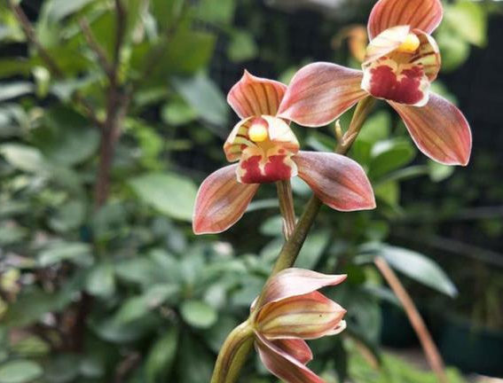 墨兰矮种"红神荷,花色鲜红,芬芳持久,叶艺精美,上盆效果棒