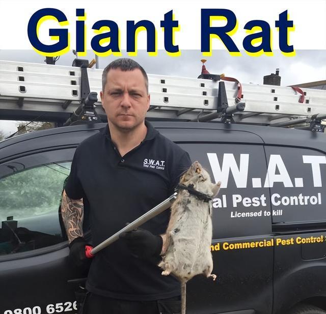 英国巨型老鼠"称王称霸",个头能长到半米,这种老鼠源于中国?