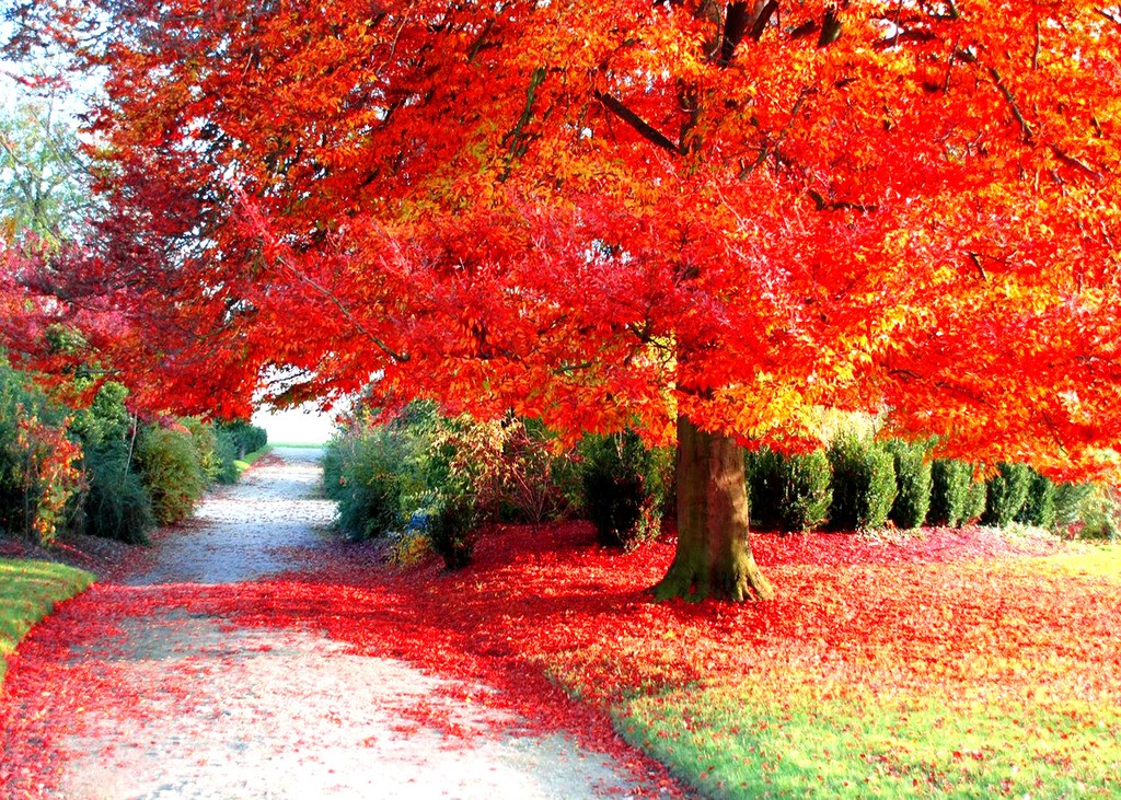 金秋红叶之美——红叶与诗