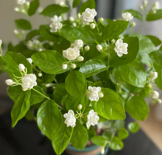 6种香水花,开花香气四溢,漂亮还好养,都是大牌香水的提取原料