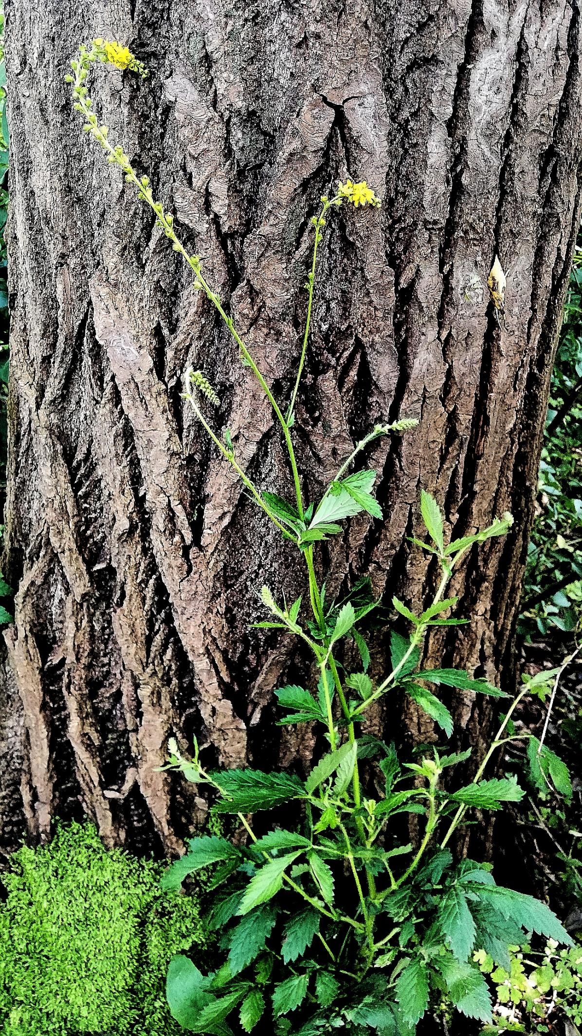 龙芽草,别名仙鹤草,败毒草,泻痢草,刀口药,蛇倒退等