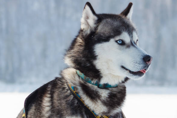 世界三大雪橇犬图片