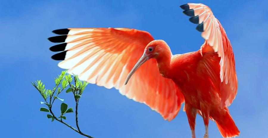 世界上最红的鸟美洲红鹮惊现南宁,是迁徙迷路还是养殖逃逸?