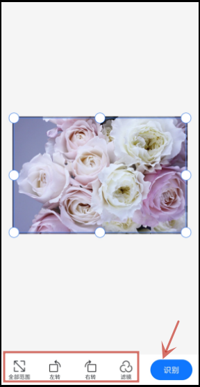 花卉识别扫一扫怎么操作?快速扫一扫识别花卉