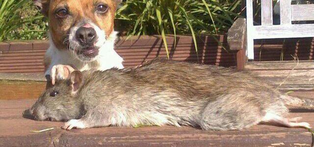 英国巨型老鼠"称王称霸",个头能长到半米,这种老鼠源于中国?