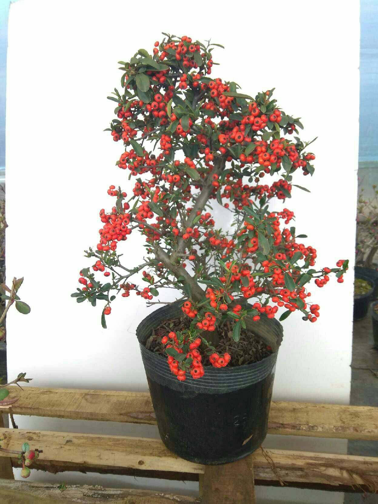 火棘盆景如何养护?方法得当,果子红艳艳,观赏价值高