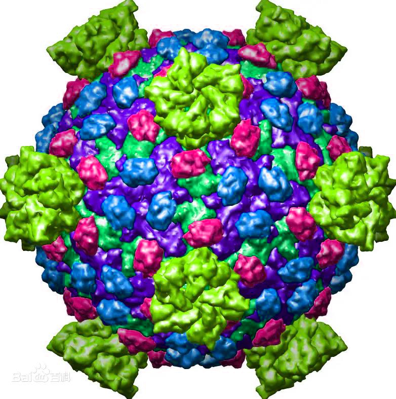 鸭呼肠孤病毒病怎么防治?诊疗方案送给你