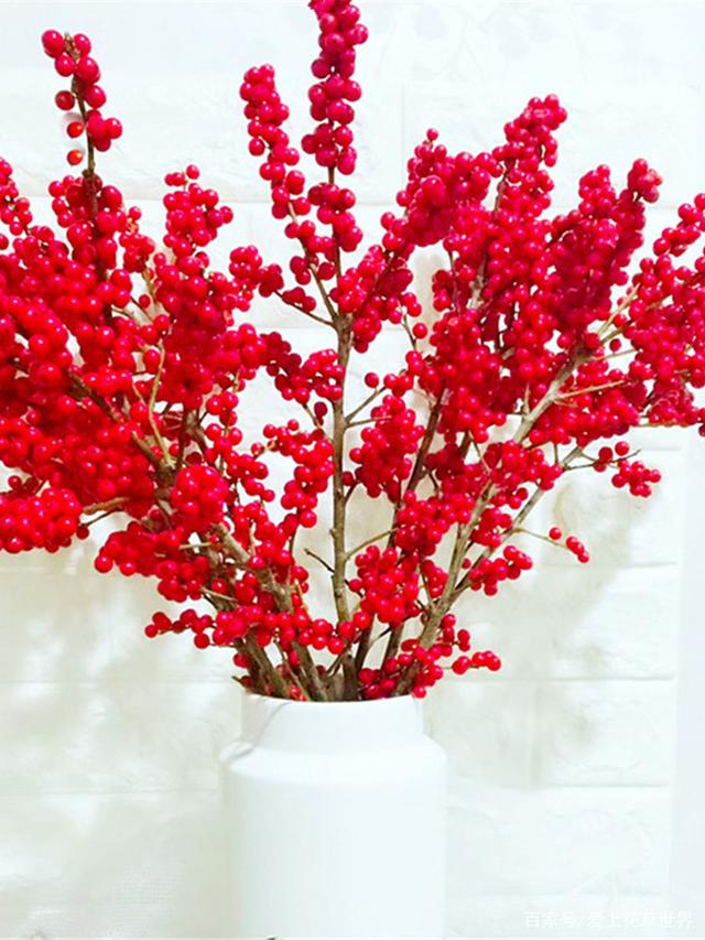 冬季盆栽"新宠"北美冬青,养护好4点,枝头挂满红果果