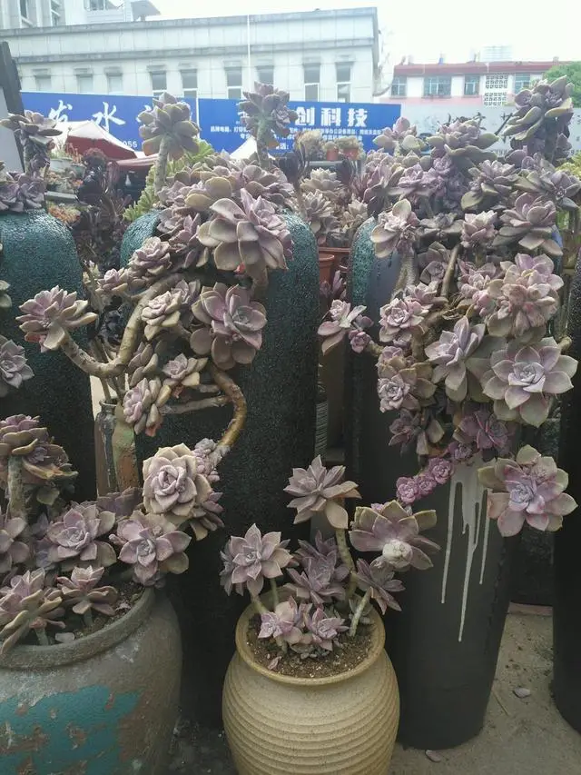 紫乐的老桩发根快而且密,主要做了两方面改变,花友们可以照搬