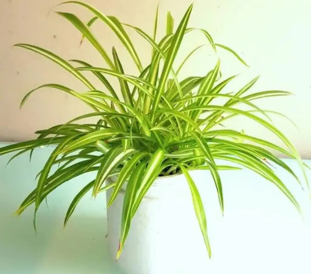 室内空气差,就养5种"小植物",漂亮养眼,空气清新