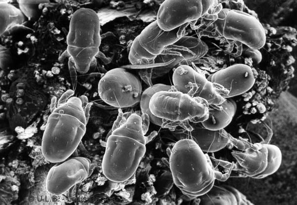 九成人不知道螨虫的"天敌"是什么?家中放些它,螨虫不见了