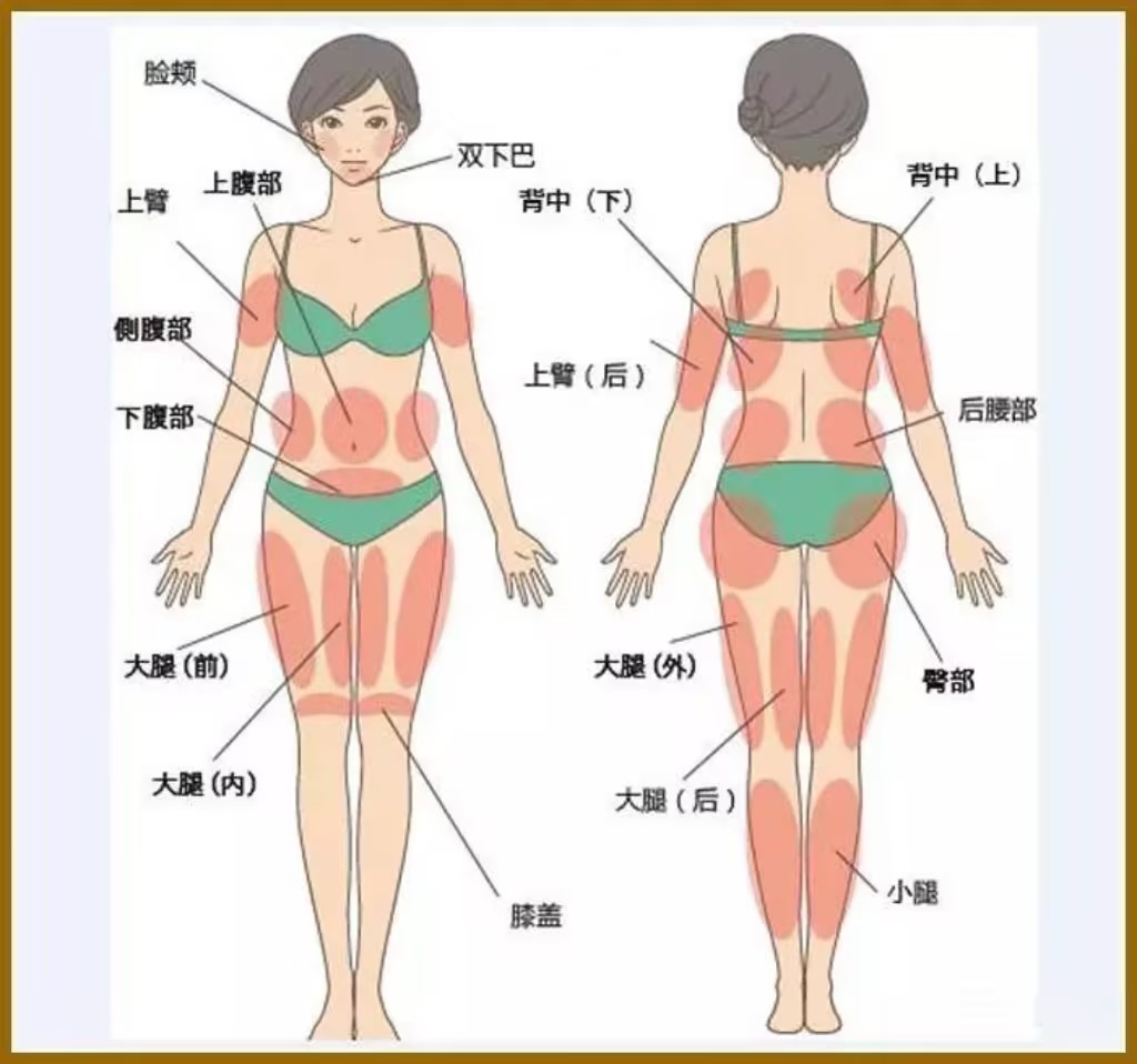 原来胖是因为脂肪细胞变大!一图告诉你脂肪分布
