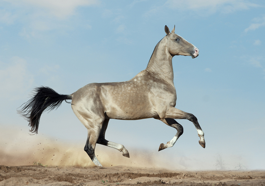 万里马:奔腾而来,勇夺股海之巅!