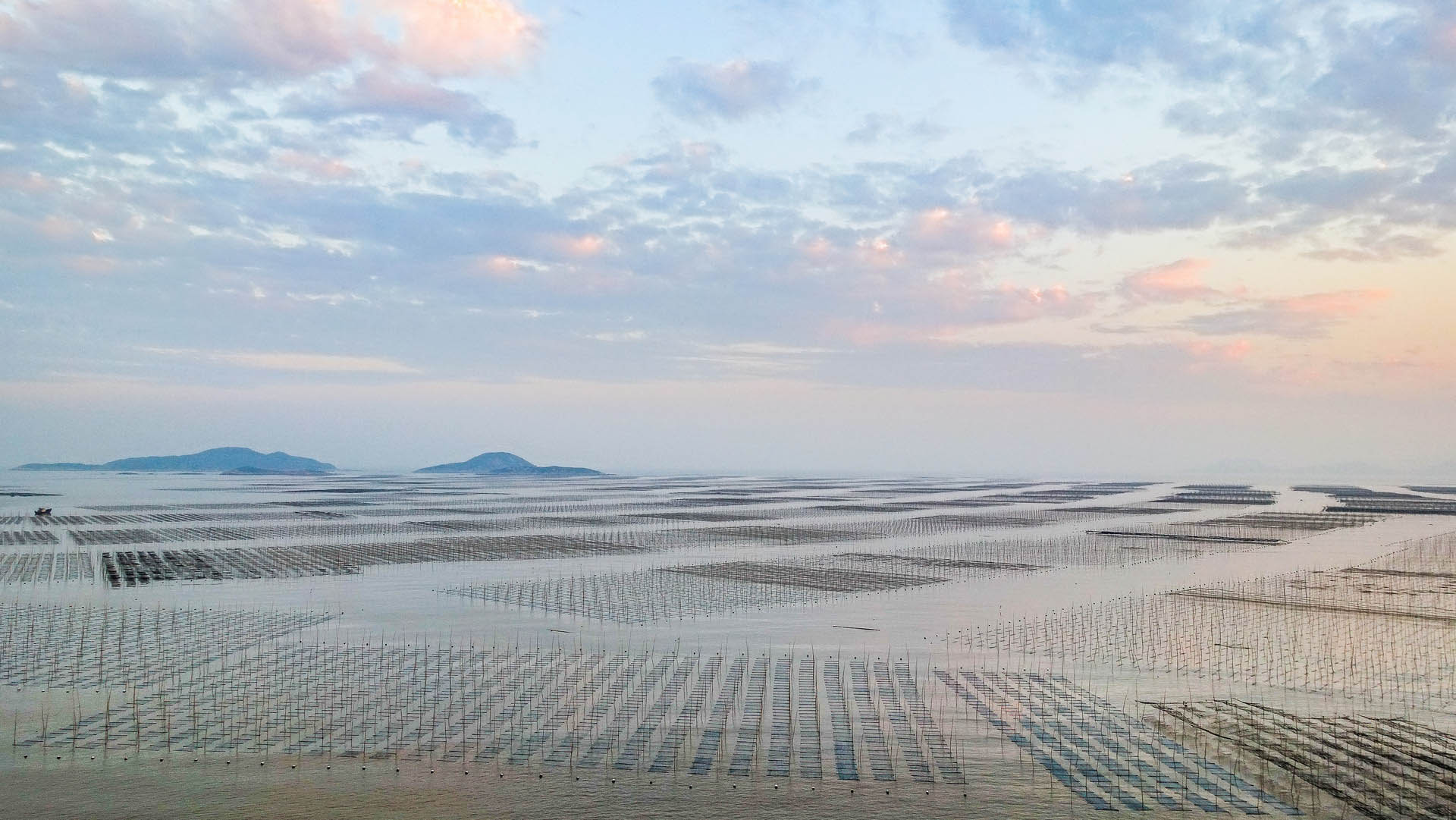 侧孢芽孢杆菌—水产养殖中的"生态护卫队"