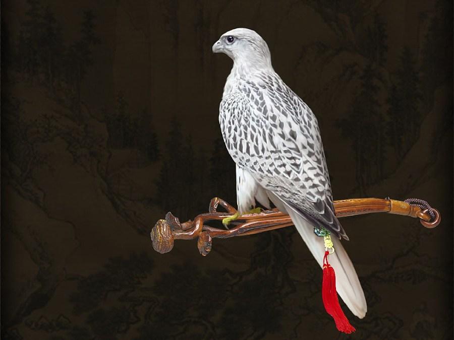 鸟中霸主海东青究竟是怎样一种鸟?为什么能成为最珍贵的贡品