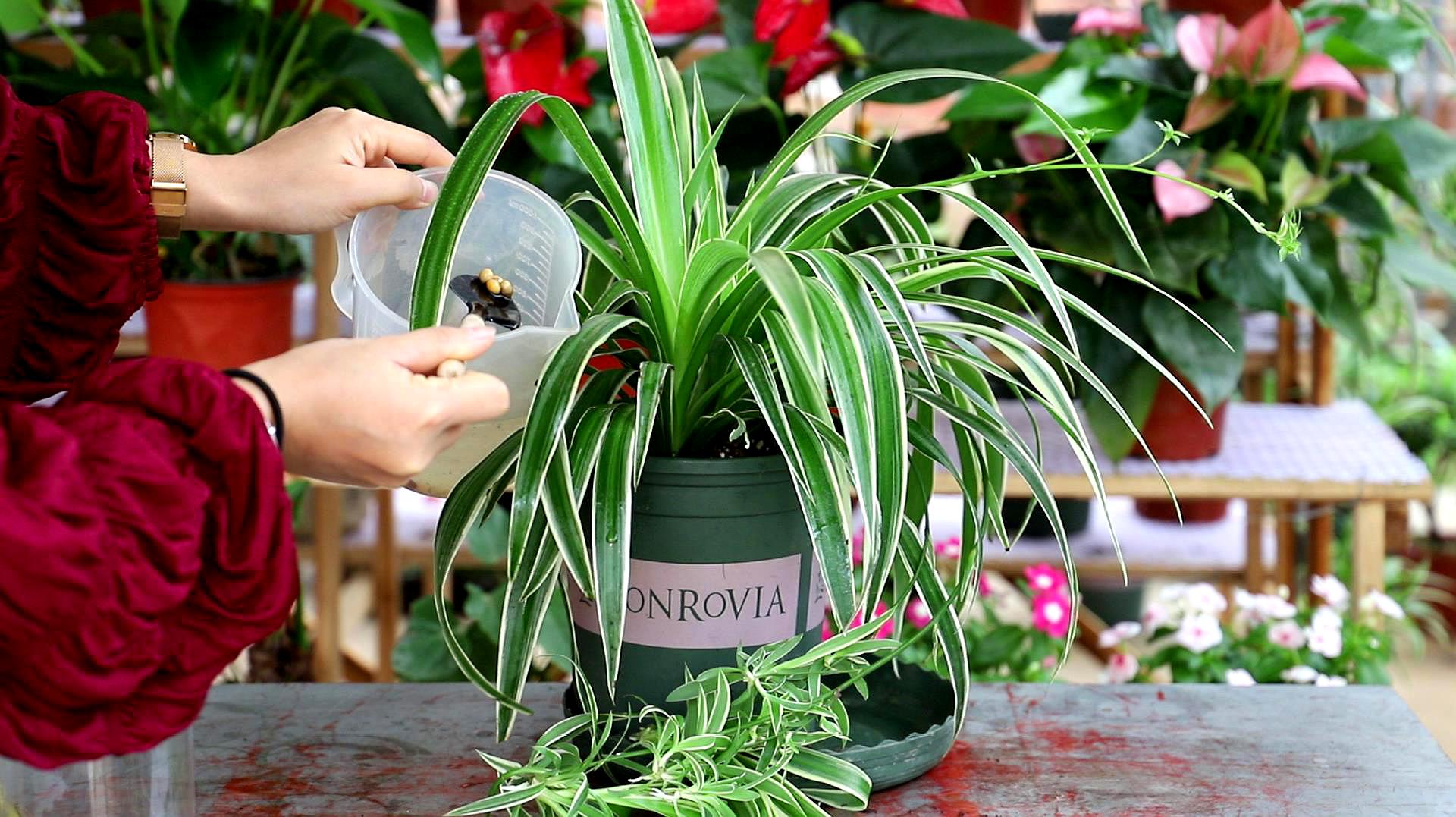 吊兰这样养,安全过冬天,来年长成小瀑布!