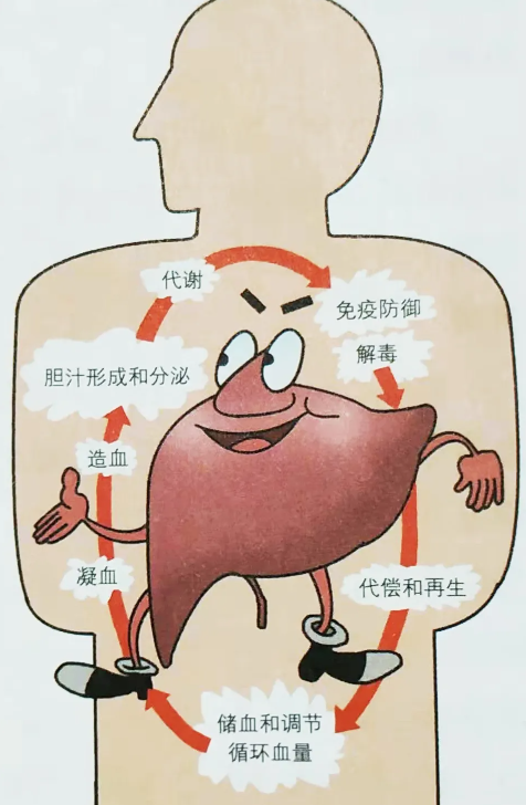 肝病前兆图片