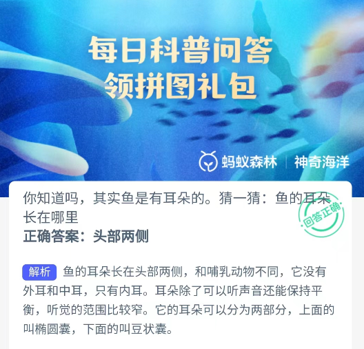 其实鱼是有耳朵的,猜一猜鱼的耳朵长在哪里?蚂蚁森林神奇海洋