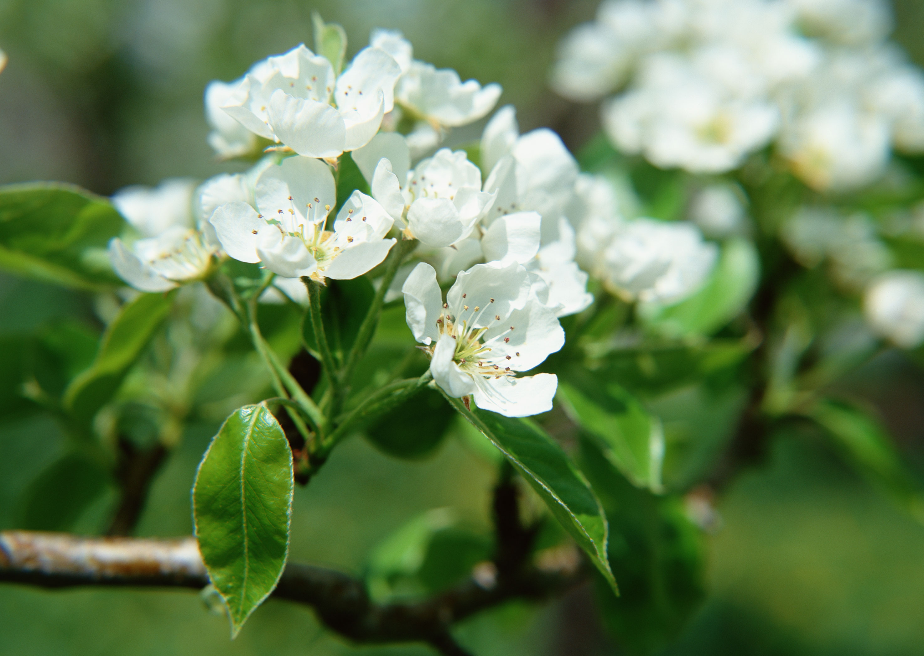 这4种花冬季勤修剪,春季开花多,你会养吗?