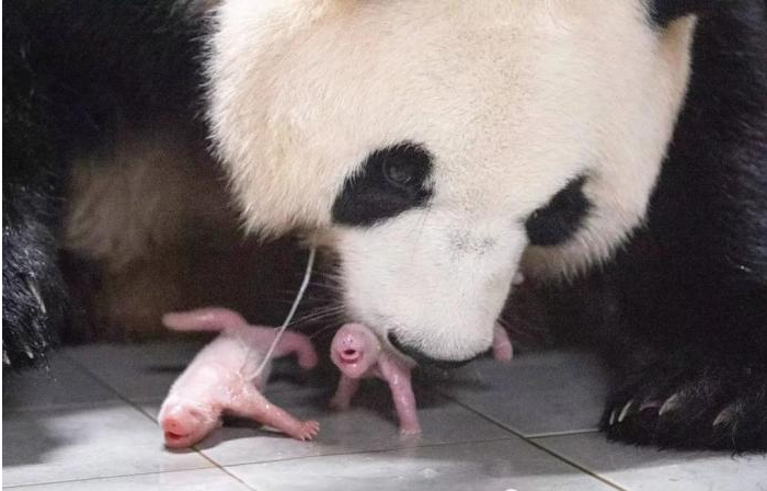 韩旅大熊猫"爱宝"诞下双胞胎姐妹,母女平安