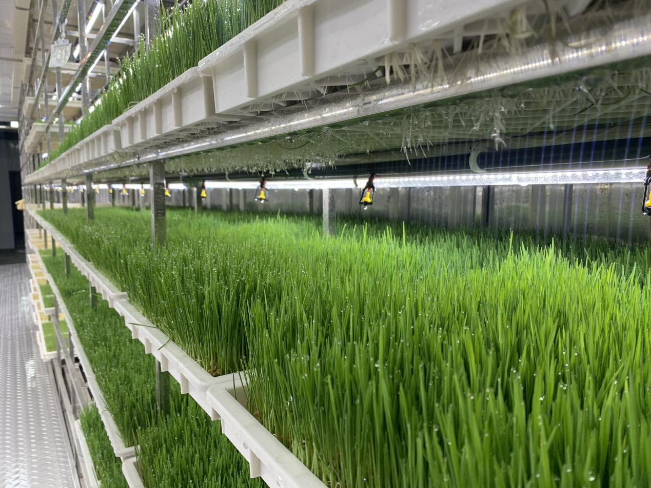 无土栽培牧草,破解牧草荒,助力那曲草原生态发展