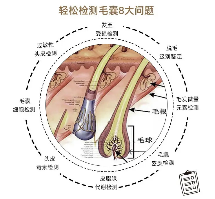 毛囊检测