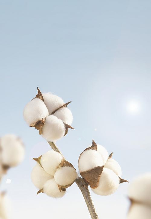 天鹅股份:卓越业绩与创新引领棉花行业发展势头