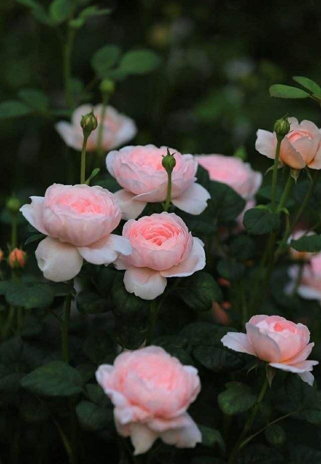 瑞典女王——月季中的"王后",养护注意5点,开花又美又仙