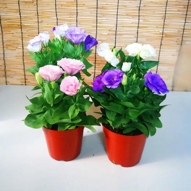 世界名花洋桔梗,不只是切花,还能做盆栽,种植容易,室内也能养