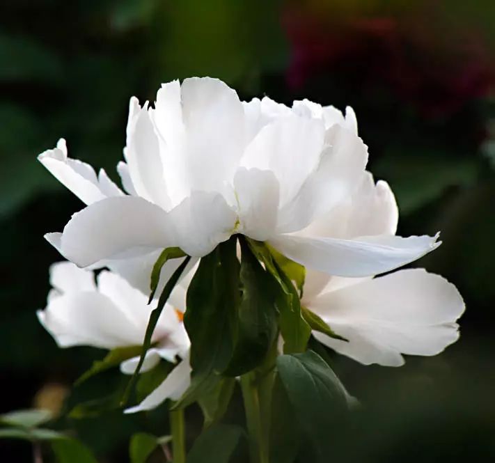 牡丹始祖-凤丹花