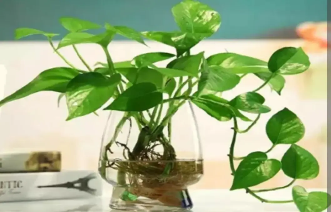 室内空气差,就养5种"小植物",漂亮养眼,空气清新