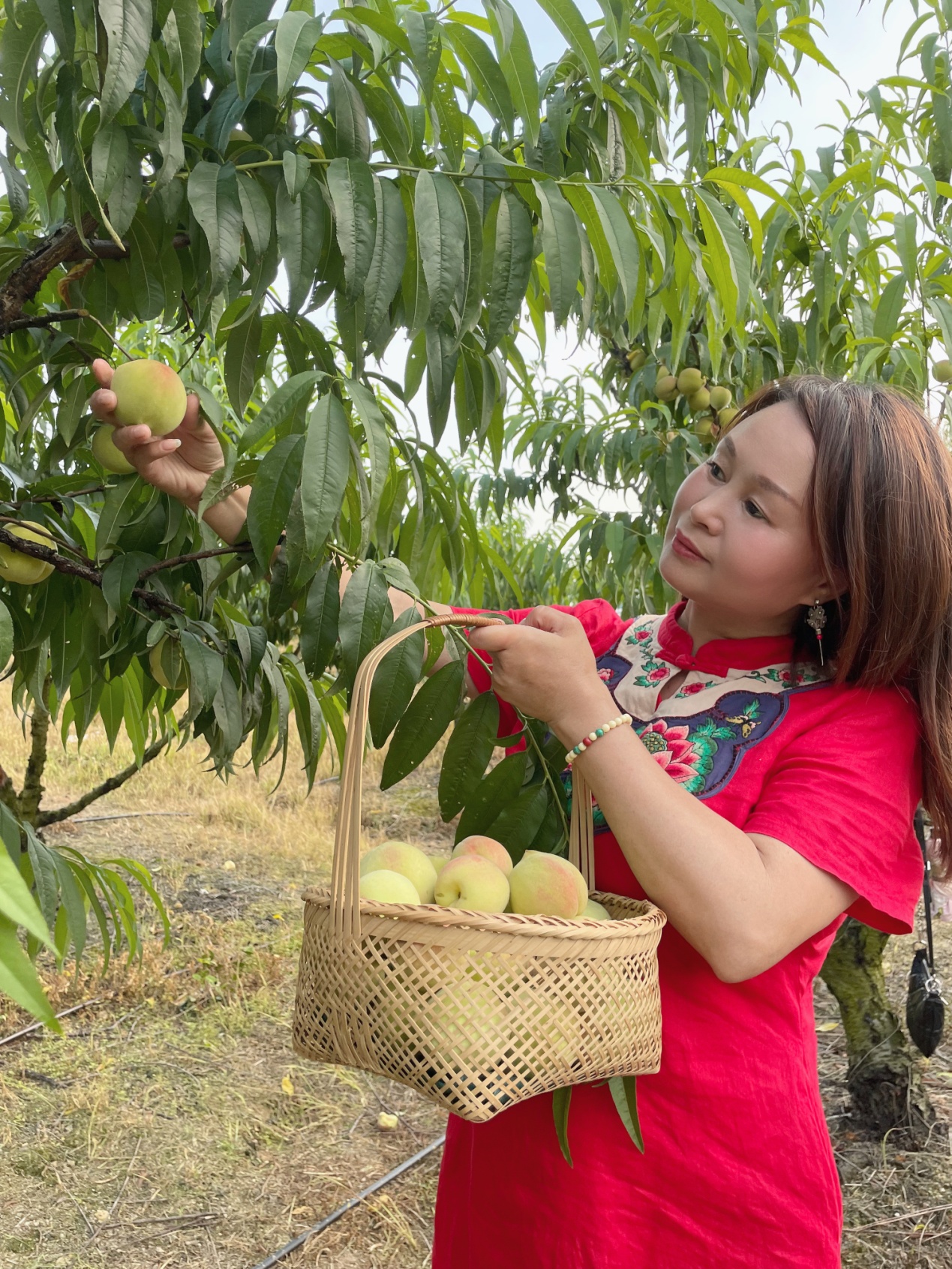 甜蜜来袭!广州花都千亩桃园桃子熟了