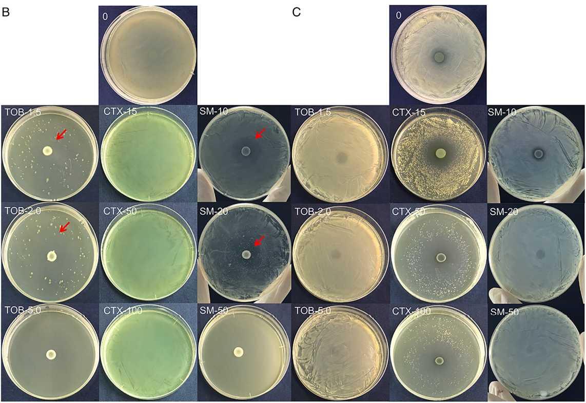 急思广益|抗生素干预影响铜绿假单胞菌和mrsa间的动态相互作用