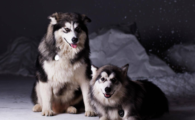 阿拉斯加犬的5个缺点,普通人别随便养