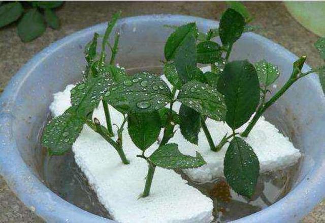 枝条焉了救不活?这几个方法教你自制生根剂