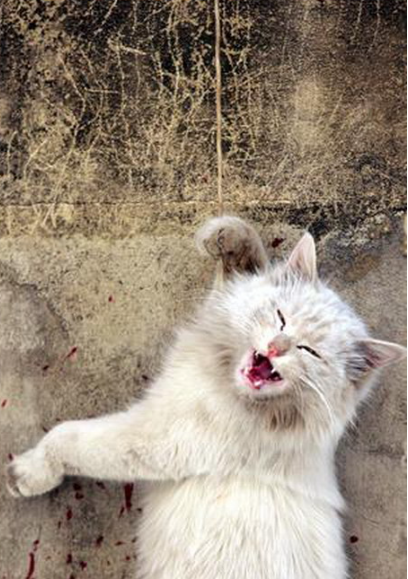 高管17岁儿子活剥猫皮惹众怒 交通银行,农业银行微博被爱猫人士