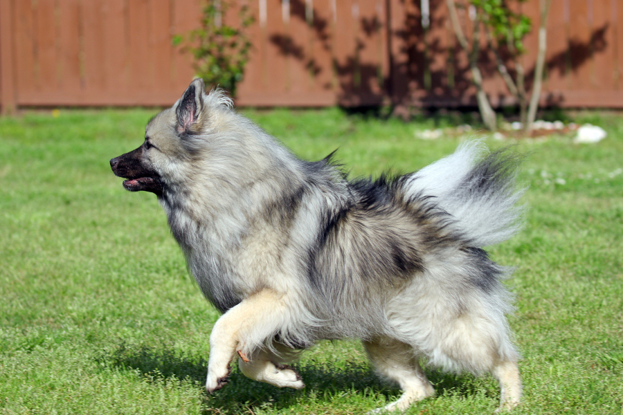 冰岛牧羊犬饲养攻略:打造忠诚伴侣与活力伙伴